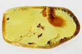 Detailed Fossil False Flower Beetle (Scraptiidae) in Baltic Amber #367391-1